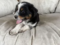 Dan, a male Australian Cattle Dog and Miniature Australian Shepherd for sale in Midway, TX – 4 of 4