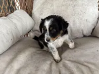 Dan, a male Australian Cattle Dog and Miniature Australian Shepherd for sale in Midway, TX – 3 of 4