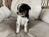 Dan, a male Australian Cattle Dog and Miniature Australian Shepherd for sale in Midway, TX – 2 of 4
