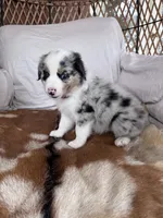 Violet, a female Australian Shepherd for sale in Midway, TX – 2 of 5