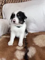 Rocky, a male Australian Shepherd for sale in Midway, TX – 3 of 9
