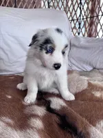 Tilly, a female Australian Shepherd for sale in Midway, TX – 2 of 10