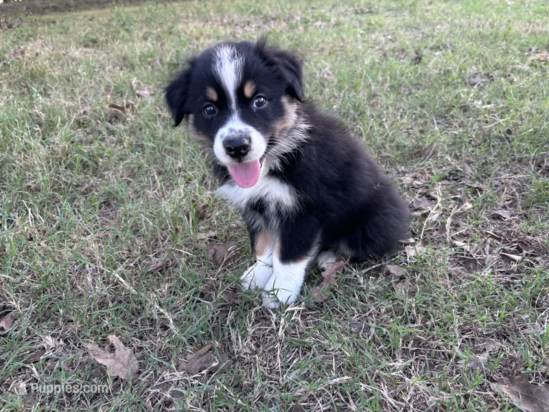Tinker Bill – Australian Shepherd puppy for sale in Midway, TX