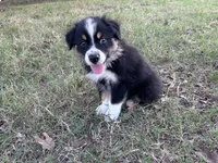 Tinker Bill, a male Australian Shepherd for sale in Midway, TX – 1 of 10