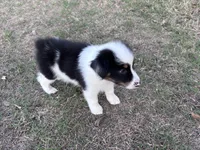 Rocky, a male Australian Shepherd for sale in Midway, TX – 8 of 9