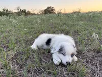 Miss Lily, a female Australian Shepherd for sale in Midway, TX – 8 of 10