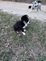 Tinker Bill, a male Australian Shepherd for sale in Midway, TX – 10 of 10