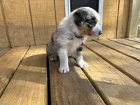 ATLAS, a male Australian Shepherd for sale in Midway, TX – Photo 4 of 5