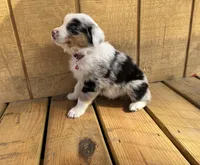 ATLAS, a male Australian Shepherd for sale in Midway, TX – Photo 1 of 5