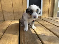 ATLAS, a male Australian Shepherd for sale in Midway, TX – Photo 5 of 5
