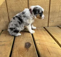 ATLAS, a male Australian Shepherd for sale in Midway, TX – Photo 3 of 5