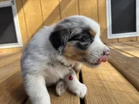 ATLAS, a male Australian Shepherd for sale in Midway, TX – Photo 2 of 5