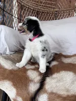 Violet, a female Australian Shepherd for sale in Midway, TX – 4 of 5