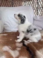 Miss Lily, a female Australian Shepherd for sale in Midway, TX – 6 of 10