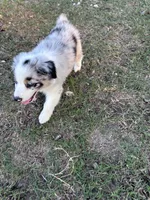 Tilly, a female Australian Shepherd for sale in Midway, TX – 6 of 10