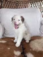Piper, a female Australian Shepherd for sale in Midway, TX – 3 of 5