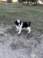 Rocky, a male Australian Shepherd for sale in Midway, TX – 7 of 9