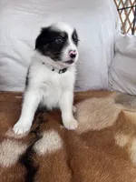 Rocky, a male Australian Shepherd for sale in Midway, TX – 2 of 9