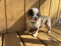 BUCK, a male Australian Shepherd for sale in Midway, TX – Photo 2 of 8