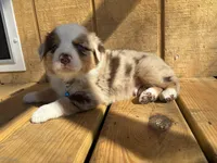 BUCK, a male Australian Shepherd for sale in Midway, TX – Photo 8 of 8