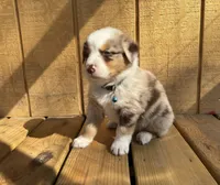 BUCK, a male Australian Shepherd for sale in Midway, TX – Photo 1 of 8