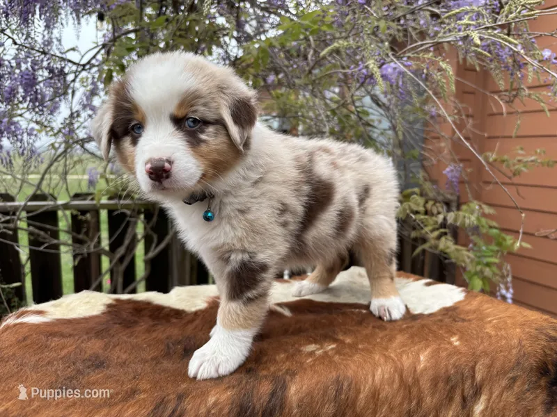 BUCK – Australian Shepherd puppy for sale in Midway, TX