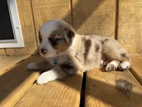 BUCK, a male Australian Shepherd for sale in Midway, TX – Photo 7 of 8