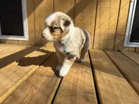 BUCK, a male Australian Shepherd for sale in Midway, TX – Photo 5 of 8
