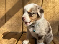 BUCK, a male Australian Shepherd for sale in Midway, TX – Photo 3 of 8