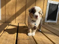 BUCK, a male Australian Shepherd for sale in Midway, TX – Photo 4 of 8