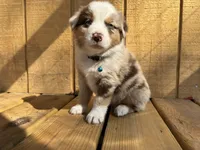 BUCK, a male Australian Shepherd for sale in Midway, TX – Photo 6 of 8