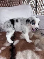 Tilly, a female Australian Shepherd for sale in Midway, TX – 3 of 10
