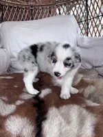 Tilly, a female Australian Shepherd for sale in Midway, TX – 8 of 10