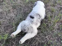 Miss Lily, a female Australian Shepherd for sale in Midway, TX – 9 of 10