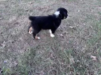 Tinker Bill, a male Australian Shepherd for sale in Midway, TX – 7 of 10