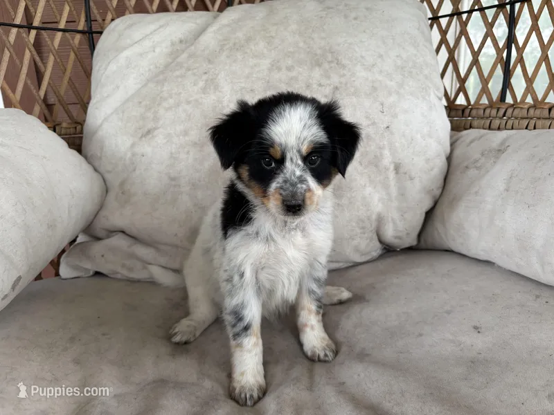 Angel – Australian Cattle Dog, Australian Shepherd puppy for sale in Midway, TX
