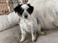 Angel, a female Australian Cattle Dog and Australian Shepherd for sale in Midway, TX – 2 of 4