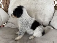 Angel, a female Australian Cattle Dog and Australian Shepherd for sale in Midway, TX – 4 of 4