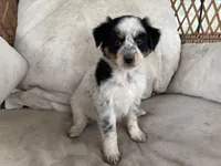 Angel, a female Australian Cattle Dog and Australian Shepherd for sale in Midway, TX – 3 of 4