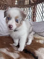 Sandy, a female Australian Shepherd for sale in Midway, TX – 4 of 5