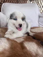 Miss Lily, a female Australian Shepherd for sale in Midway, TX – 3 of 10