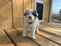 NOVA, a female Australian Shepherd for sale in Midway, TX – Photo 2 of 9