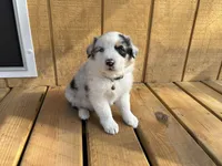 NOVA, a female Australian Shepherd for sale in Midway, TX – Photo 7 of 9