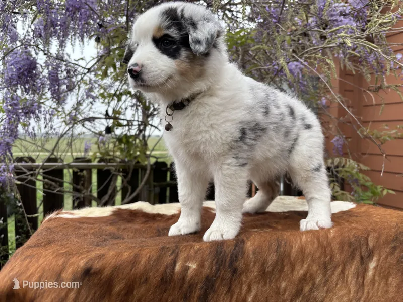 NOVA – Australian Shepherd puppy for sale in Midway, TX
