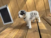 NOVA, a female Australian Shepherd for sale in Midway, TX – Photo 4 of 9