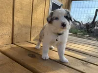 NOVA, a female Australian Shepherd for sale in Midway, TX – Photo 1 of 9
