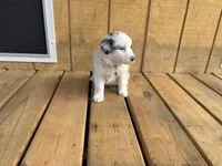 NOVA, a female Australian Shepherd for sale in Midway, TX – Photo 9 of 9