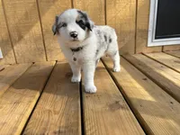 NOVA, a female Australian Shepherd for sale in Midway, TX – Photo 3 of 9
