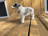 NOVA, a female Australian Shepherd for sale in Midway, TX – Photo 5 of 9