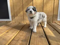 NOVA, a female Australian Shepherd for sale in Midway, TX – Photo 6 of 9